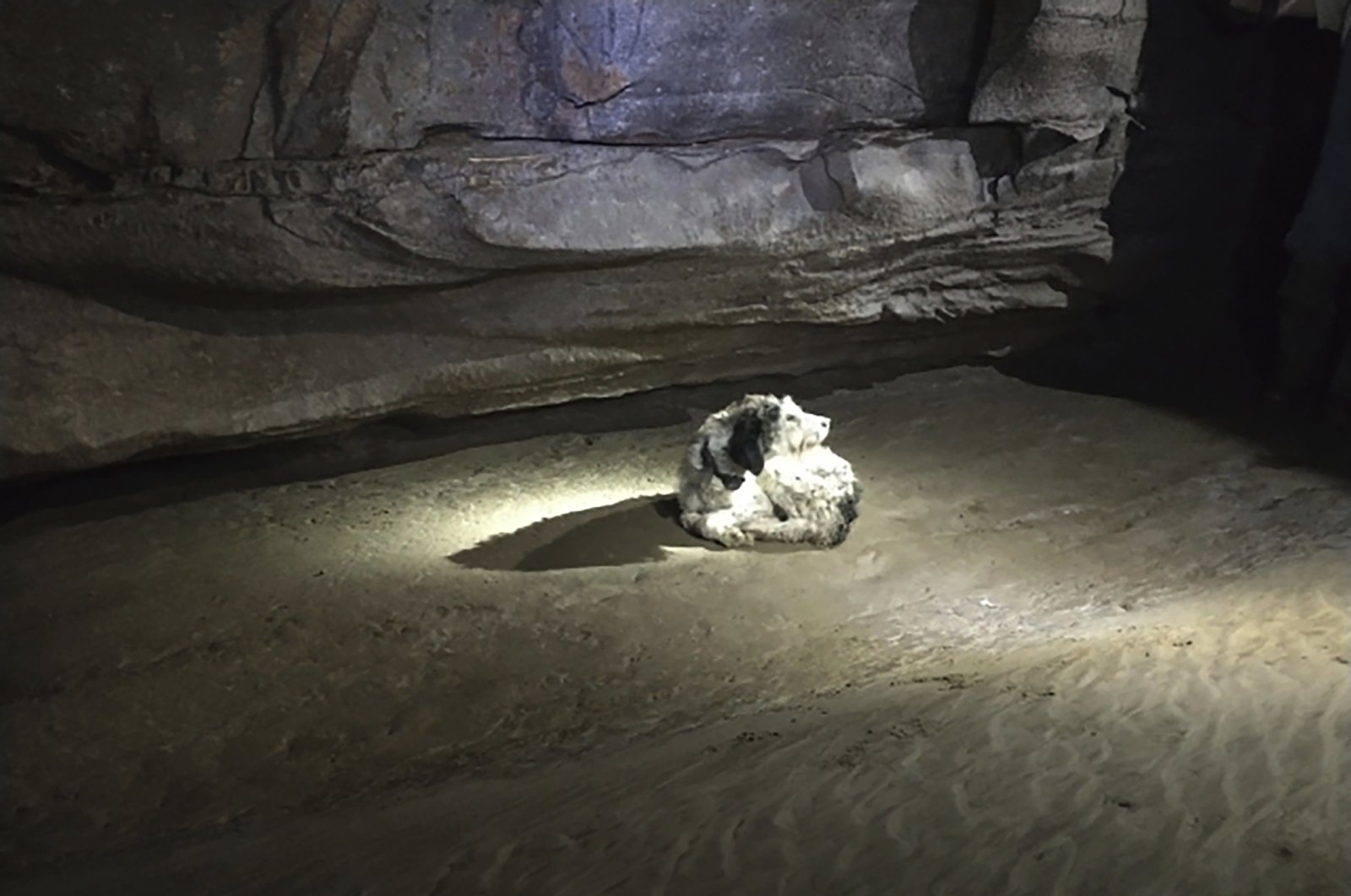 This photo provided by Gerry Keene shows a 13-year-old dog named Abby that was found by cavers on Aug. 6, 2022, at a cave in Perryville, Missouri. The dog’s owner said she had been gone for nearly two months. She is regaining weight and healing. (Gerry Keene via AP Photo)