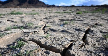 Plants grow from an exposed lakebed cracking and drying out during low water levels due to the western drought on Lake Mead along the Colorado River in Boulder City, Nevada, U.S., June 28, 2022. (AFP Photo)