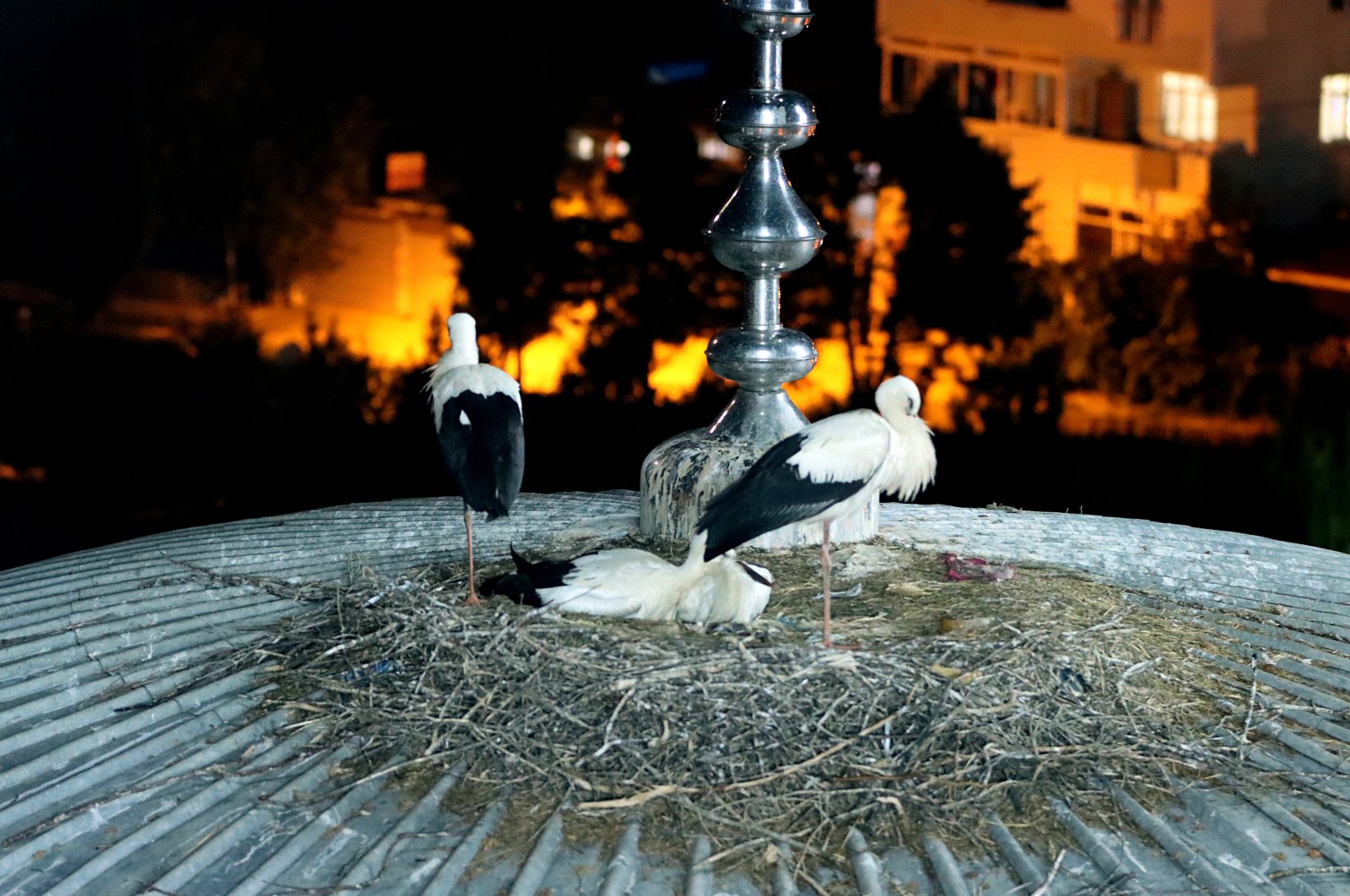 Storks in their nest on the dome of the mosque, in Istanbul, Türkiye, Aug. 16, 2022. (AA PHOTO) 
