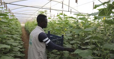A view of a greenhouse at the school, in Mogadishu, Somalia, Aug. 17, 2022. (AA PHOTO)