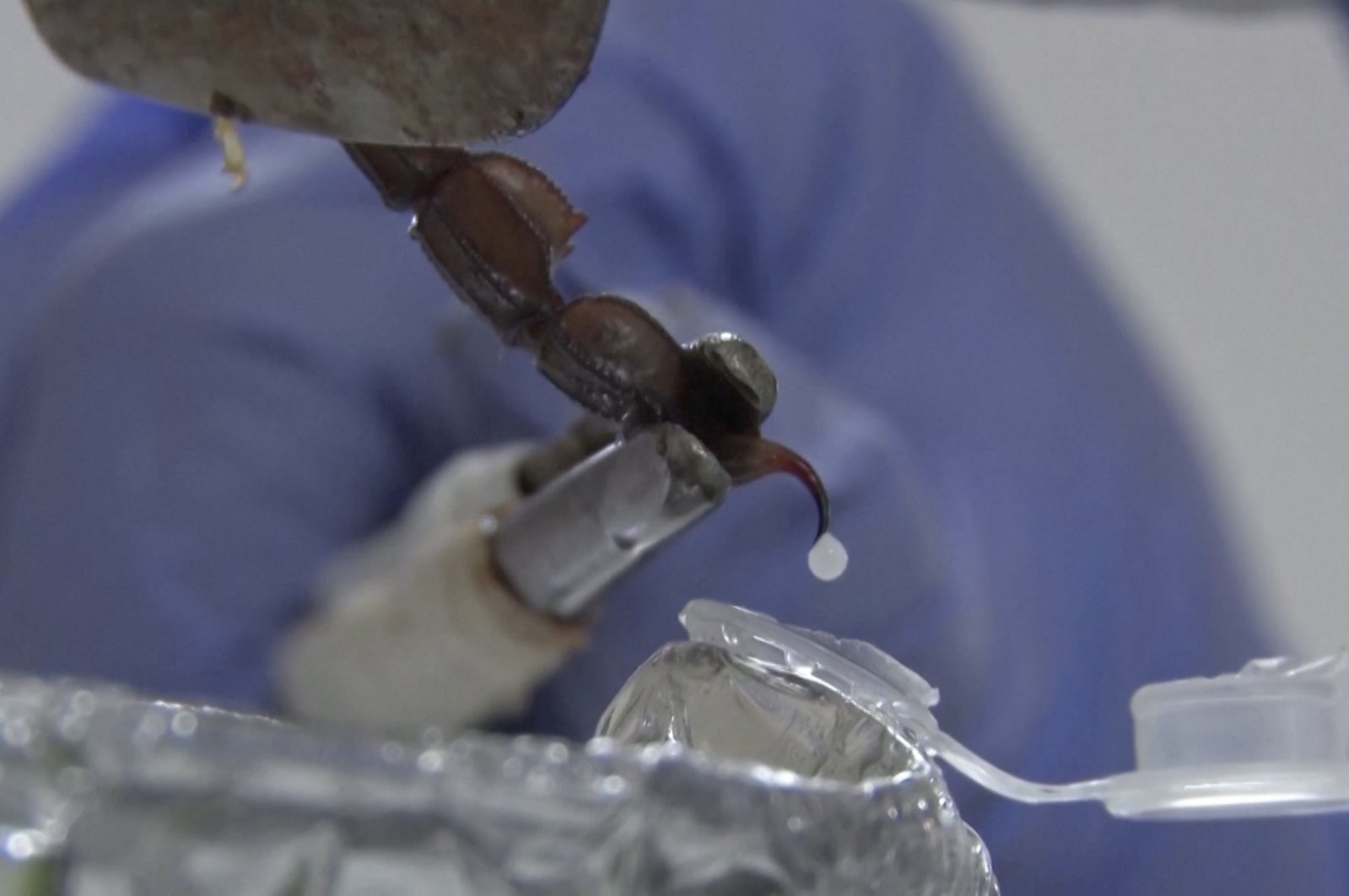 Raja kalajengking: Lab di Türkiye memerah kalajengking untuk mendapatkan racunnya