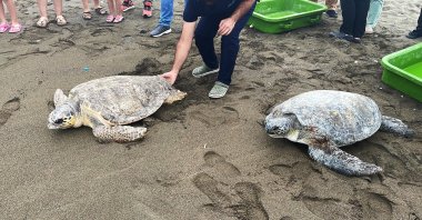 Turtles are released into the sea, in Hatay, southern Türkiye, Aug. 18, 2022. (AA PHOTO)