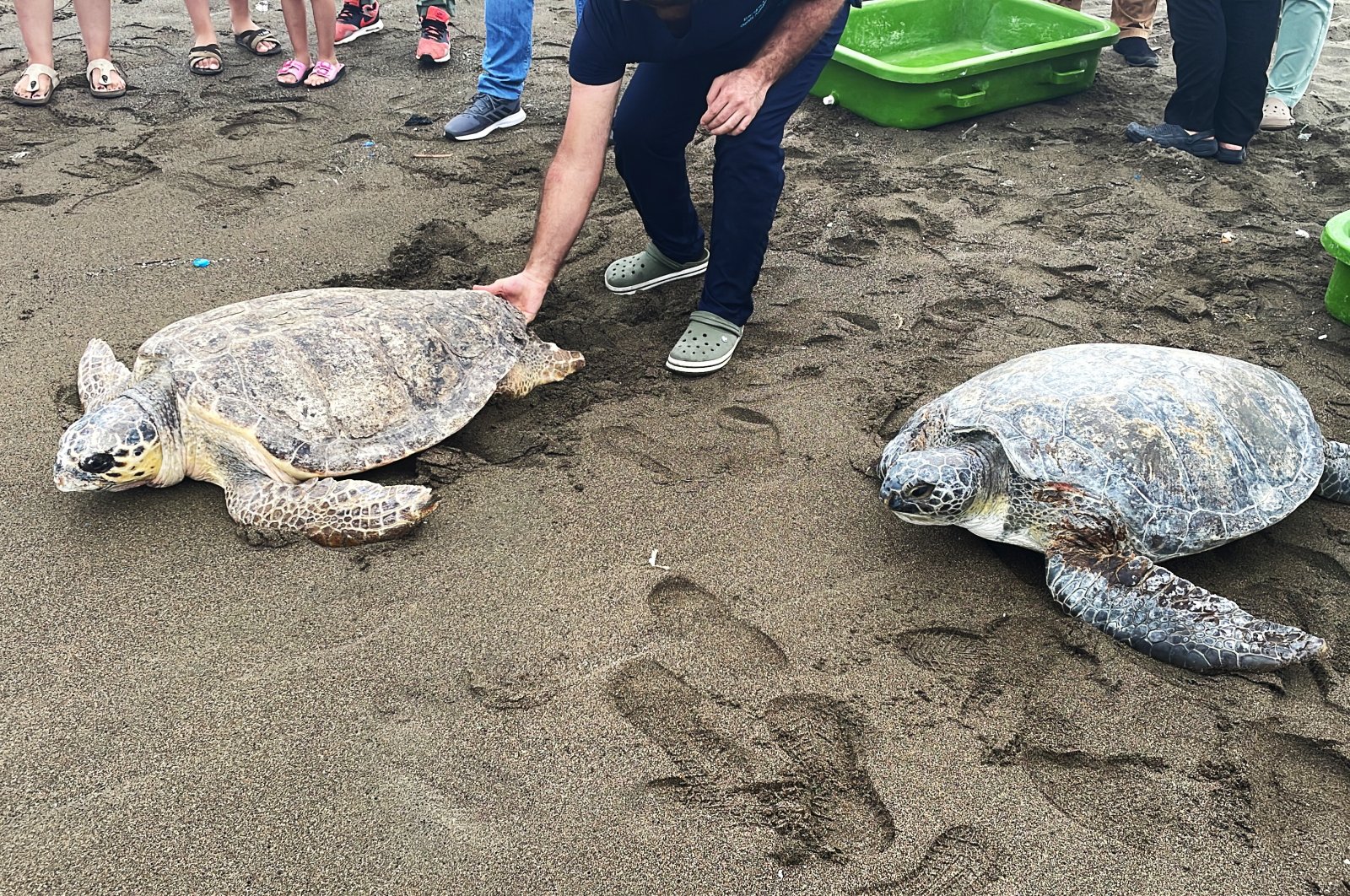 Turtles are released into the sea, in Hatay, southern Türkiye, Aug. 18, 2022. (AA PHOTO)