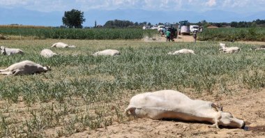 This undated photo handout distributed on Aug. 18, 2022, shows dead cows on a farm in Sommariva del Bosco, near Turin, Italy. (Istituto Zooprofilattico Sperimentale del Piemonte Liguria e Valle d&#039;Aosta via AFP)