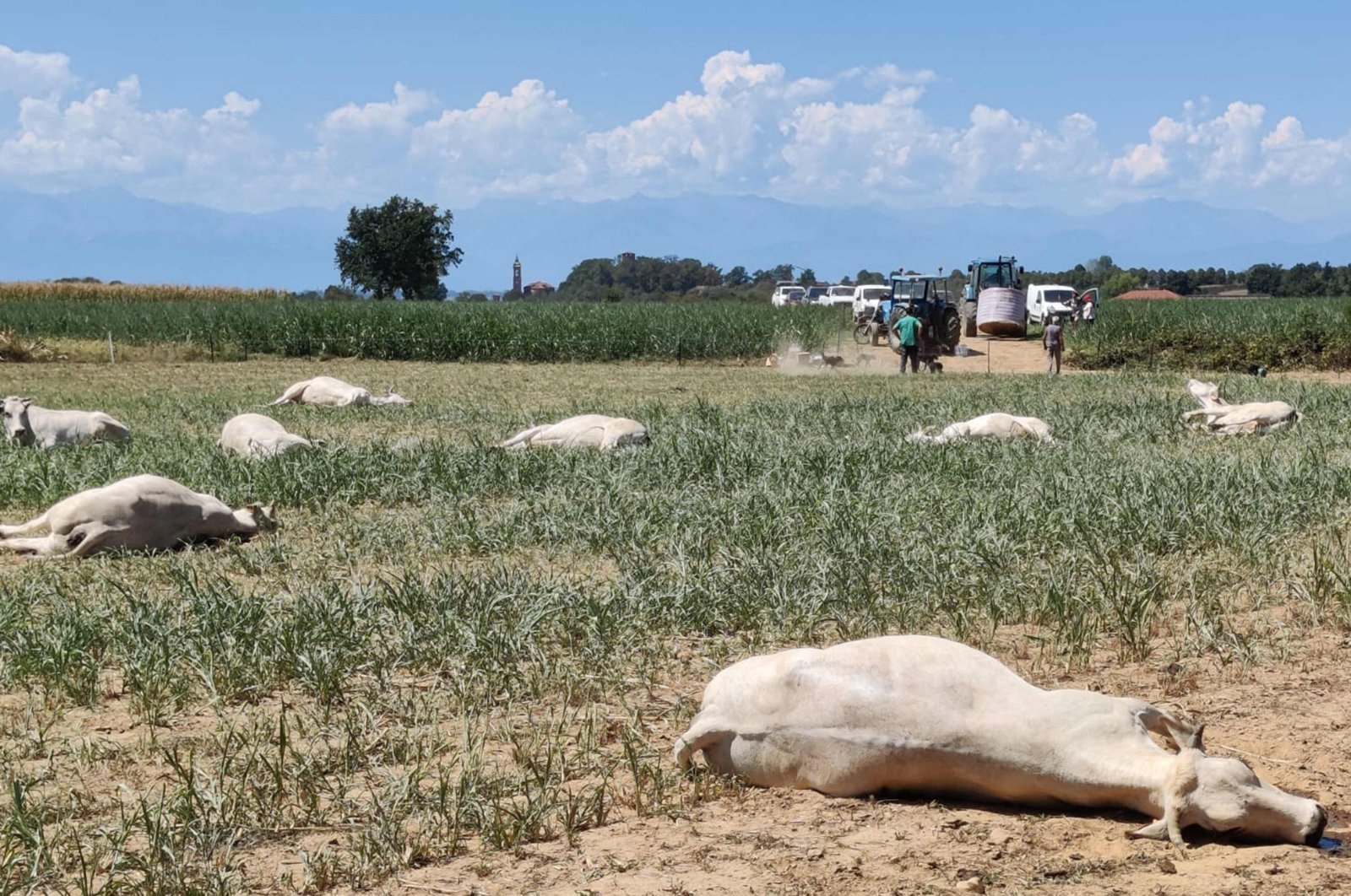 This undated photo handout distributed on Aug. 18, 2022, shows dead cows on a farm in Sommariva del Bosco, near Turin, Italy. (Istituto Zooprofilattico Sperimentale del Piemonte Liguria e Valle d&#039;Aosta via AFP)