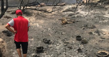 A man walks past a dead animal lying on the ground following a wildfire in El Kala, in Al Taref province, Algeria, Aug. 18, 2022. (Reuters Photo)