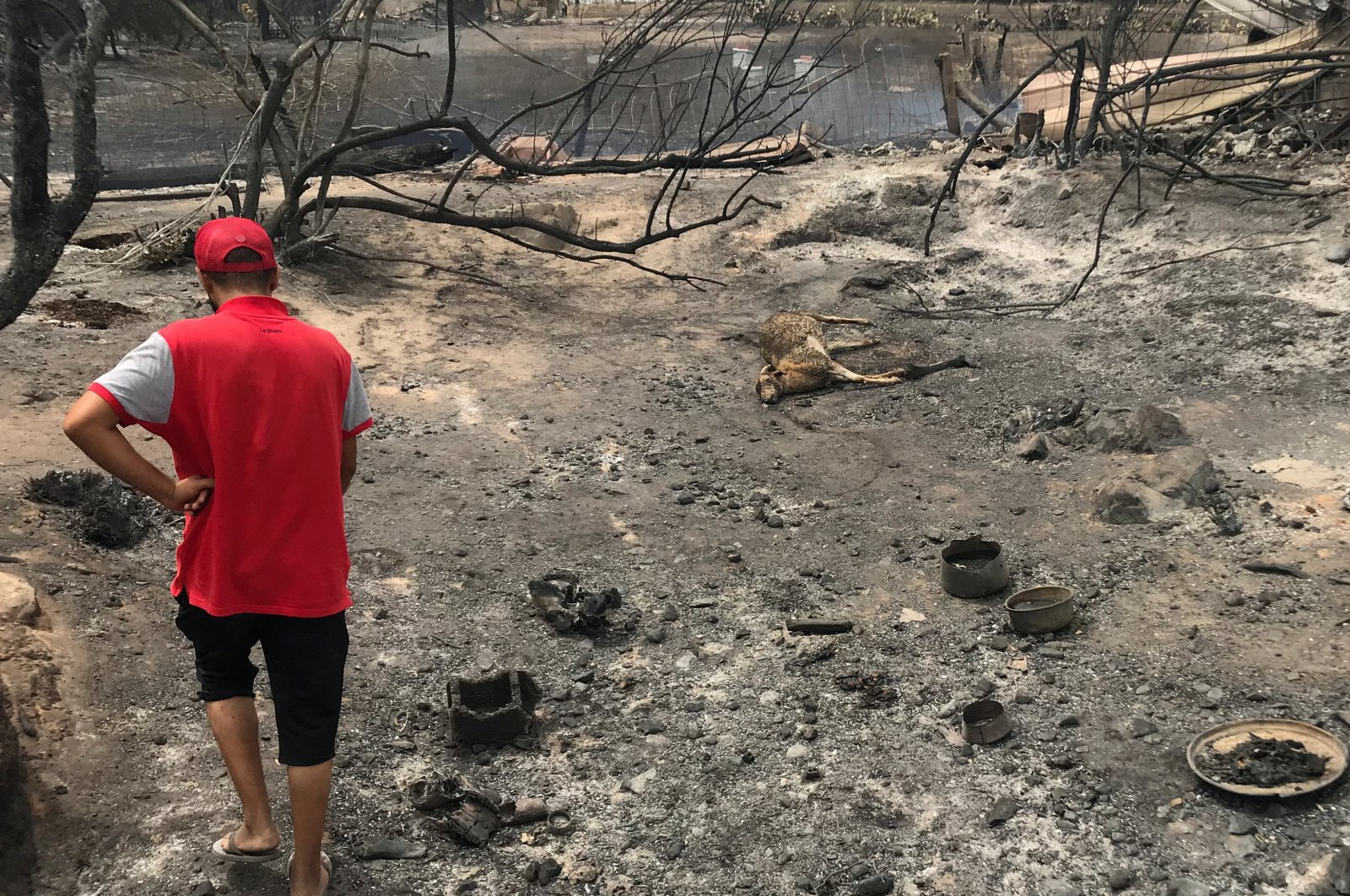 Kebakaran hutan di Aljazair membakar melalui taman biosfer dalam daftar UNESCO