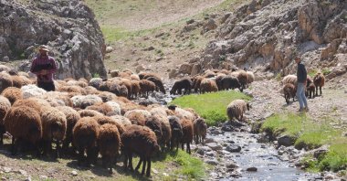 Türkiye now has over 47,359 shepherds certified by the Agriculture Ministry.