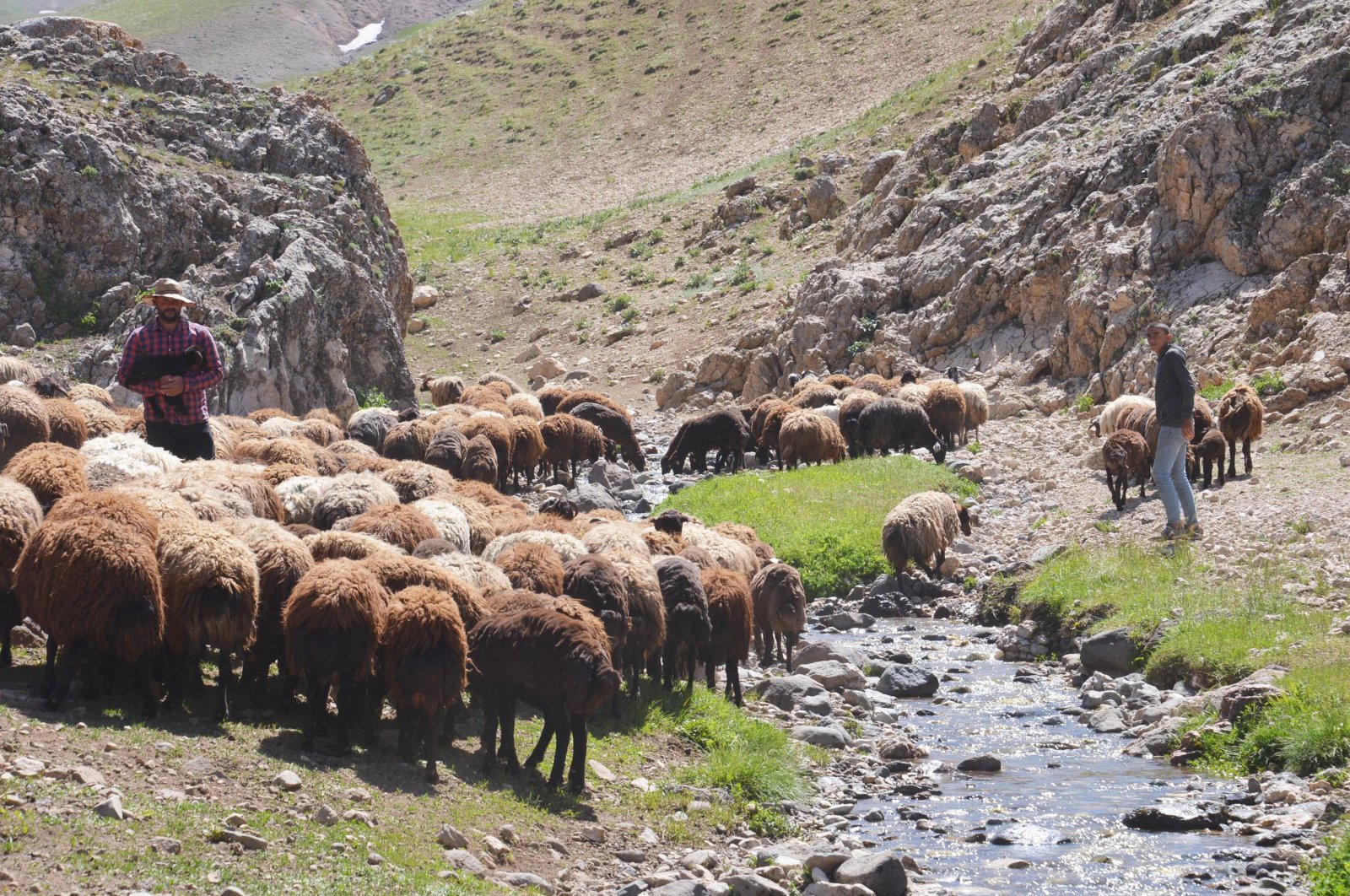 Türkiye now has over 47,359 shepherds certified by the Agriculture Ministry.