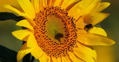 A bumblebee flies near a sunflower in a field in Neuville-Saint-Remy, France, Aug. 7, 2022. (Reuters Photo)