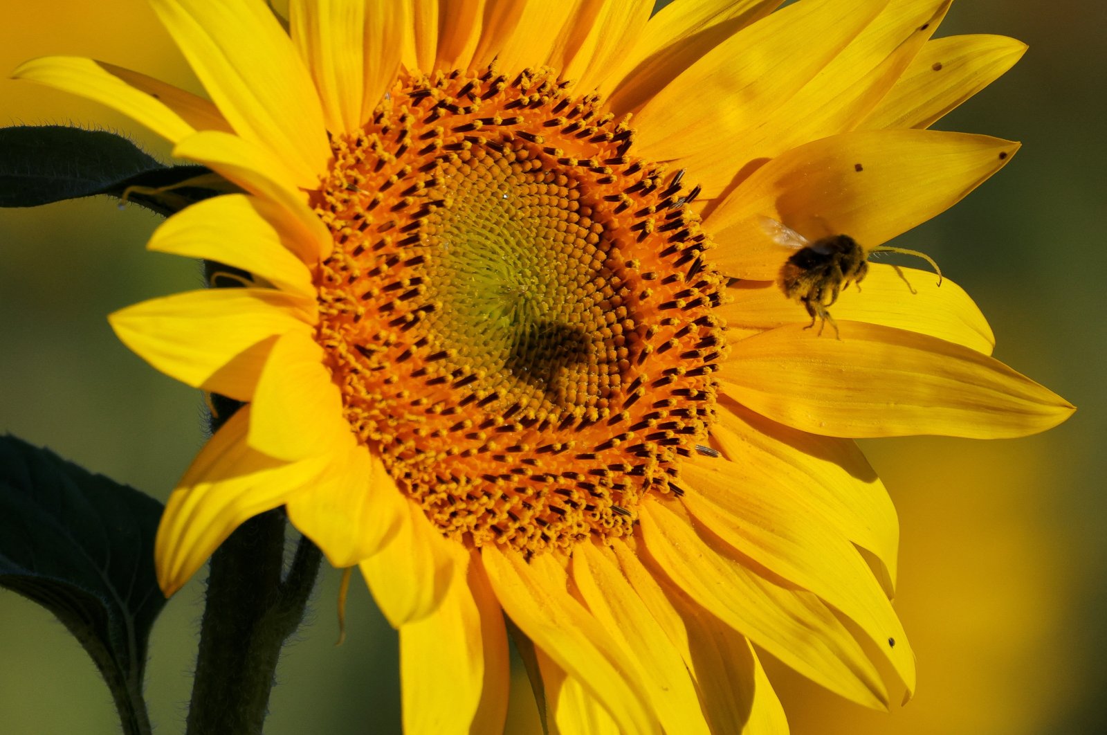 A bumblebee flies near a sunflower in a field in Neuville-Saint-Remy, France, Aug. 7, 2022. (Reuters Photo)