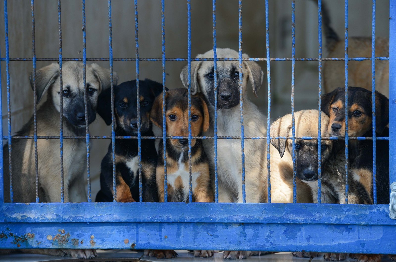Stray dogs look out from a cage in an animal shelter, in Bursa, northwestern Türkiye, Aug. 7, 2022. (İHA PHOTO)