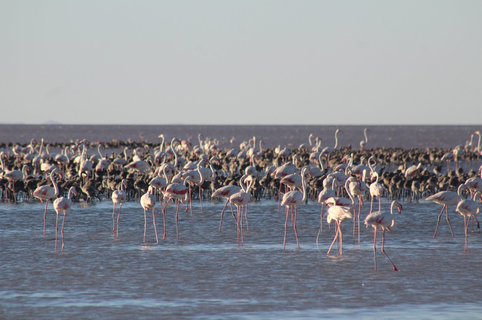 Air ‘dibawa’ ke danau kering menyelamatkan flamingo di Türkiye