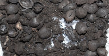 The remains of 4,200-year-old hazelnuts found in Tavşanlı Mound, Kütahya, central Türkiye, Aug. 23, 2022. (AA) 