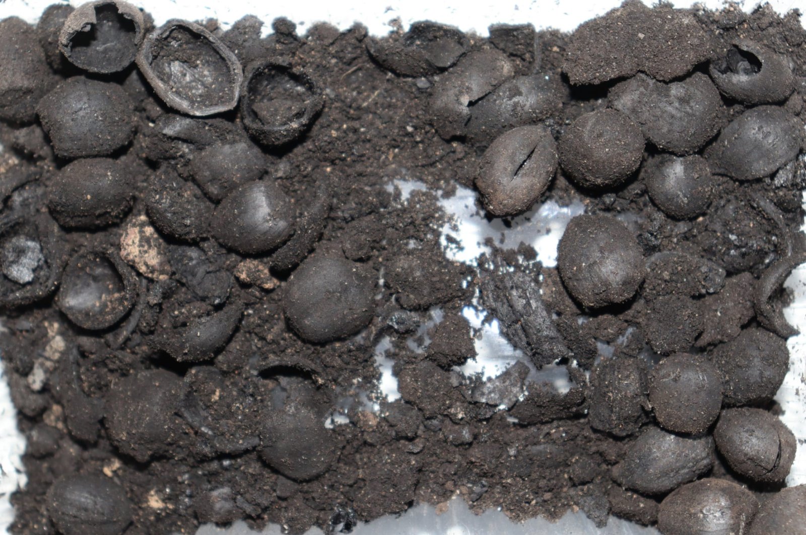 The remains of 4,200-year-old hazelnuts found in Tavşanlı Mound, Kütahya, central Türkiye, Aug. 23, 2022. (AA) 