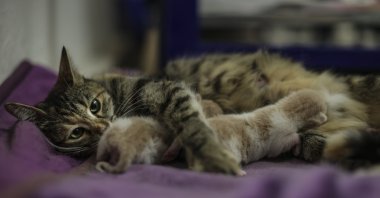 Sürmeli, the cat, cuddles her kittens in a room inside Parliament, in the capital Ankara, Türkiye, Aug. 24, 2022. (AA PHOTO)