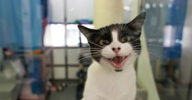 Magpie the cat reacts in her kennel at Battersea Dogs and Cats Home, London, U.K., Aug. 10, 2022. (Reuters Photo)