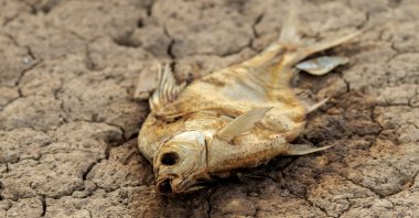 A dead fish lies on the dried Yangtze river bed amid drought in Jiujiang, Jiangxi Province, China, Aug. 23, 2022. (EPA Photo)