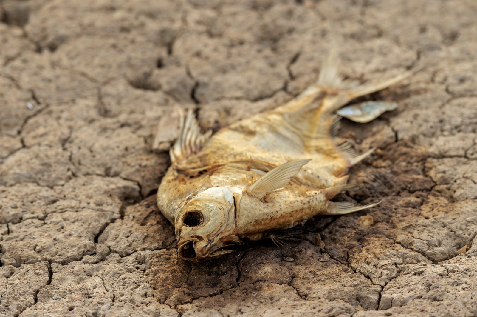 A dead fish lies on the dried Yangtze river bed amid drought in Jiujiang, Jiangxi Province, China, Aug. 23, 2022. (EPA Photo)