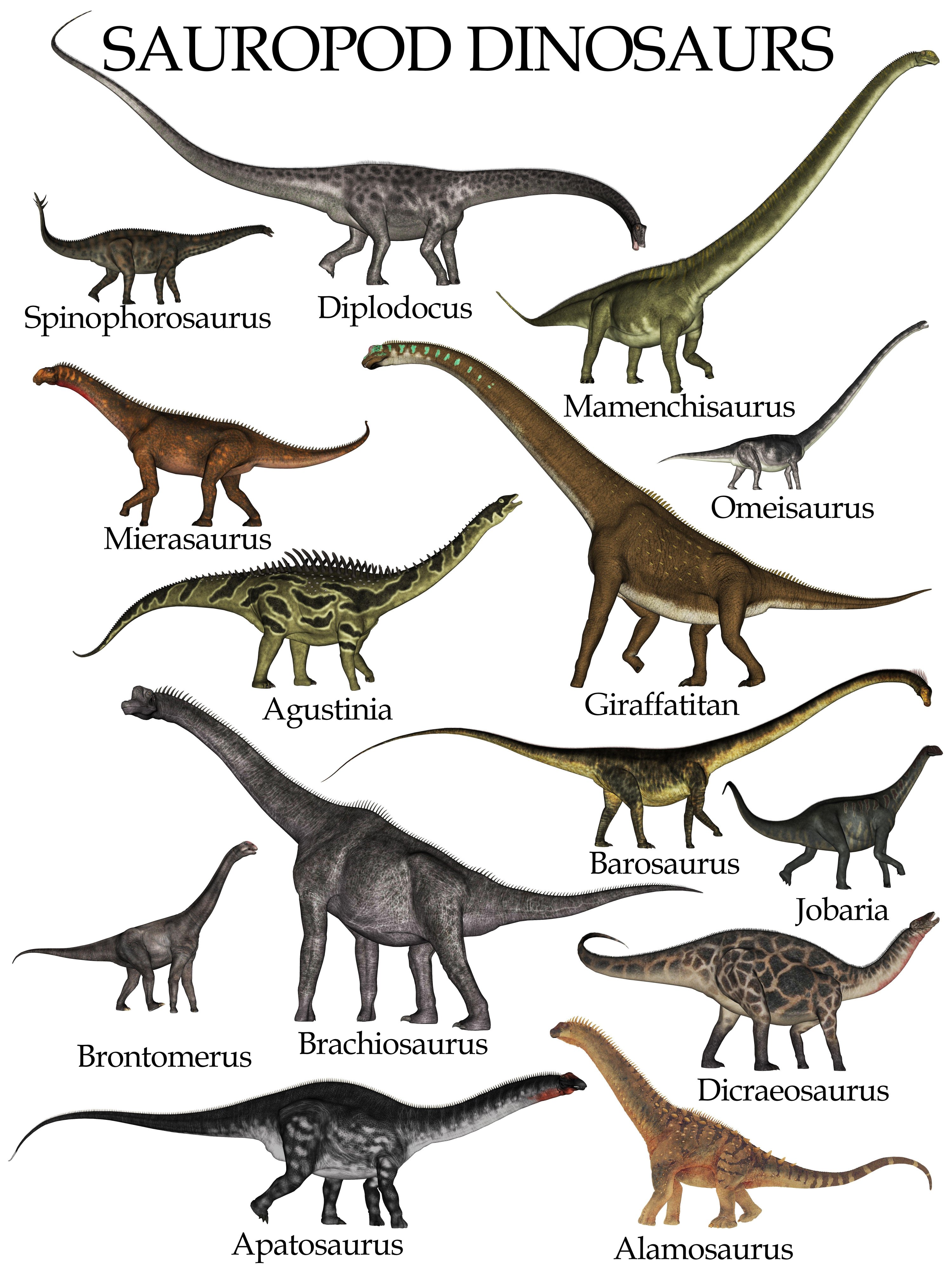 A chart listing the known species of sauropod dinosaurs. (Alamy via Reuters)