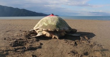 Tuba moves towards the sea in Muğla, southwestern Türkiye, Aug. 28, 2019. (COURTESY OF DEKAMER)