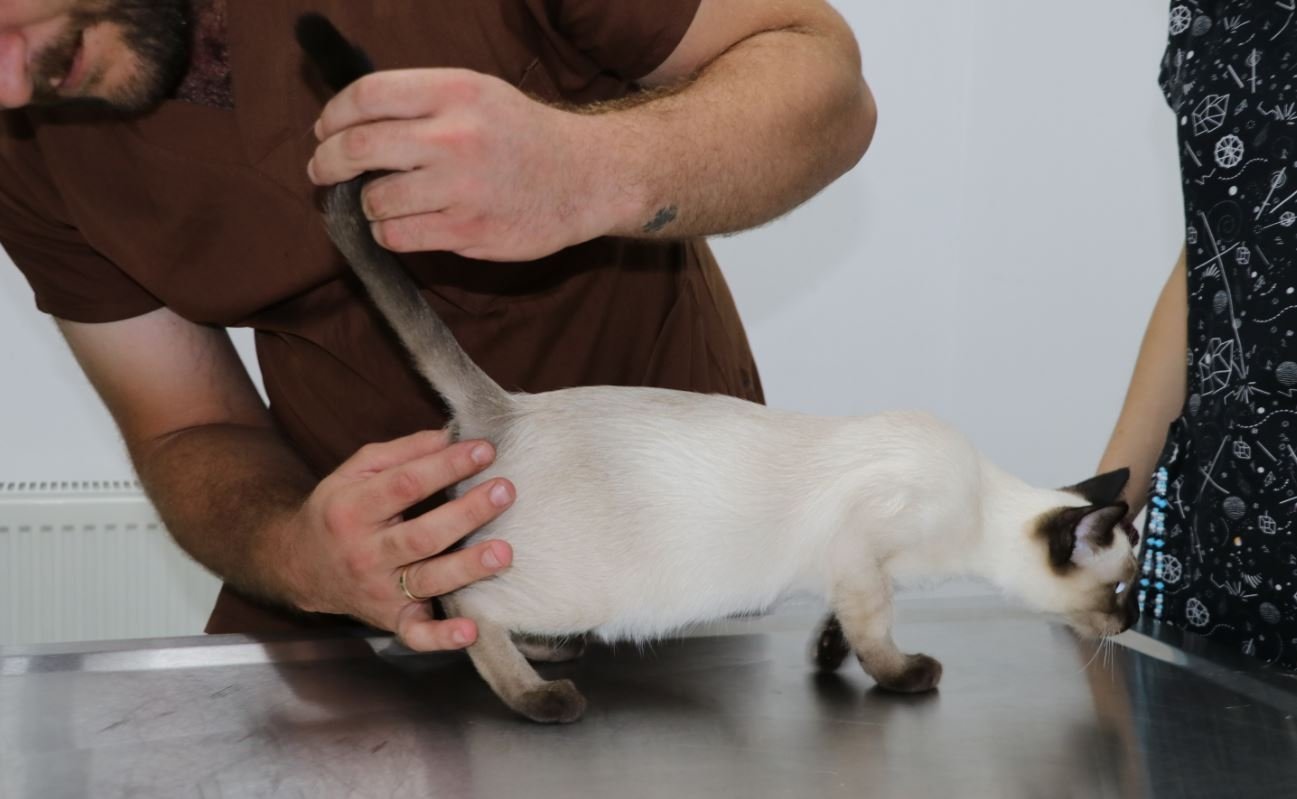 Dokter hewan memeriksa ekor kucing di ibu kota Ankara, Türkiye, 30 Agustus 2022. (DHA PHOTO)