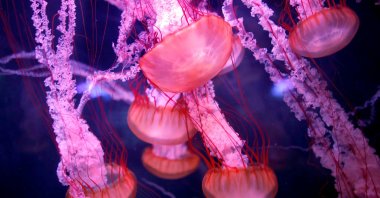 Jellyfish are seen in a new aquarium at the Paris Aquarium, France, Jan. 16, 2019. (Reuters Photo)