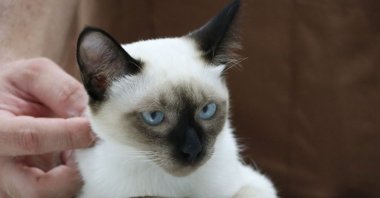 A view of the cat at a veterinary clinic in the capital Ankara, Türkiye, Aug. 30, 2022. (DHA PHOTO)