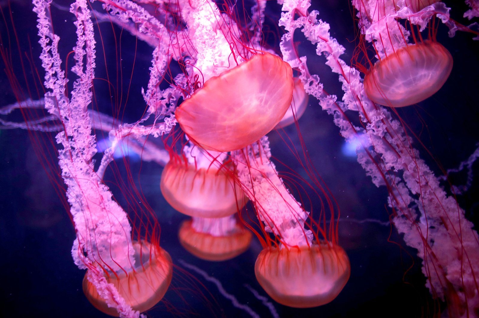 Jellyfish are seen in a new aquarium at the Paris Aquarium, France, Jan. 16, 2019. (Reuters Photo)