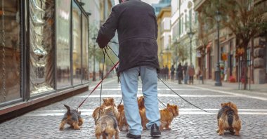 Pet abandonments rose significantly in the United Kingdom this year. (Shutterstock Photo)