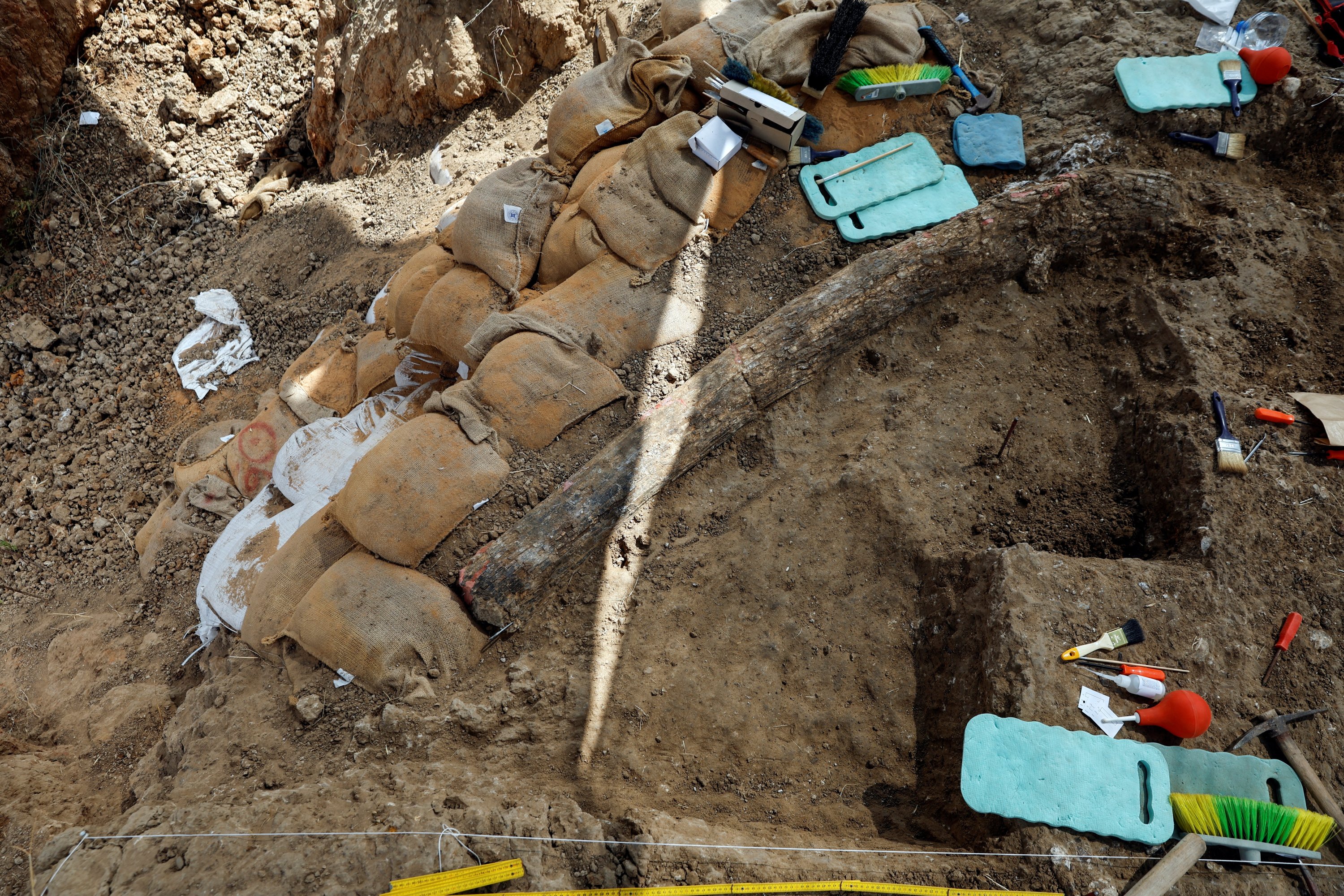 Fosil gading gajah prasejarah raksasa yang pernah berkeliaran di sekitar Mediterania telah ditemukan di situs penggalian, menawarkan apa yang dikatakan para arkeolog sebagai wawasan langka tentang kehidupan penghuni awal daerah tersebut, di Revadim, Israel selatan, 31 Agustus. 2022. (Foto Reuters)