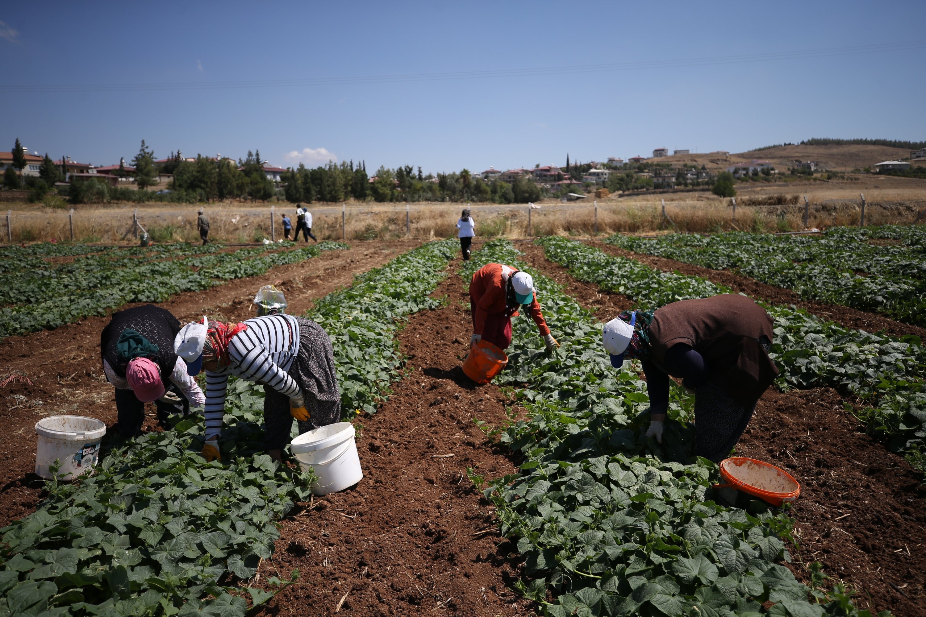 Buruh bekerja di ladang di Kahramanmaraş, Türkiye selatan, 26 Agustus 2022. (AA PHOTO) 