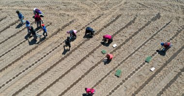 Laborers work in a broccoli field in Torbalı, İzmir, western Türkiye, Aug. 17, 2022. (AA PHOTO) 