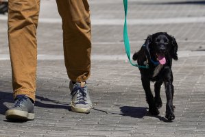 A pet owner takes his dog out for a walk (REUTERS/Maja Smiejkowska)