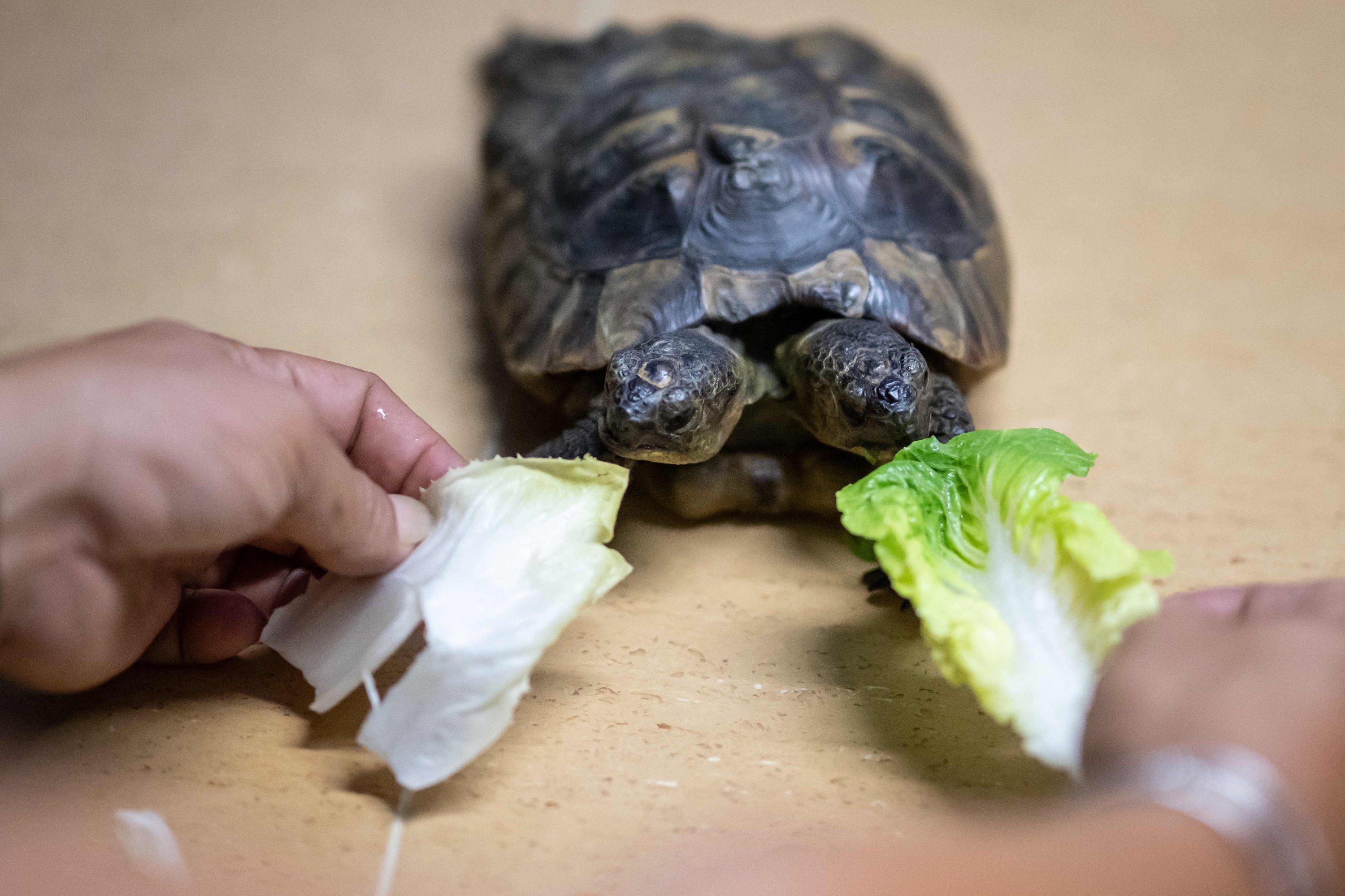 Janus, the Geneva Museum of Natural History's two-headed Greek tortoise, enjoys some lettuce on his 25th birthday, Geneva, Switzerland, Sept. 3, 2022. (AFP Photo)