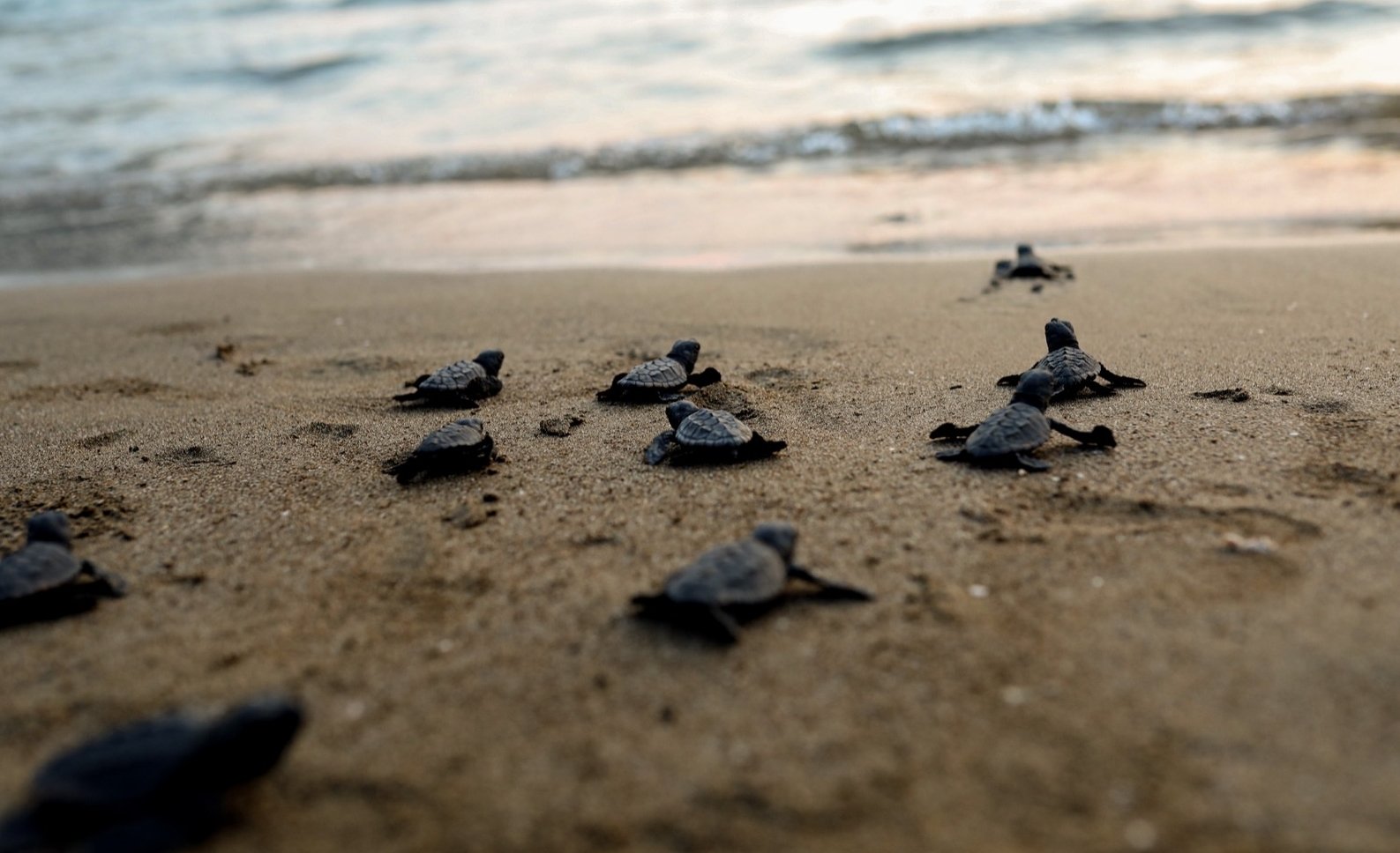 A group of newborn loggerhead sea turtles makes their way to the Mediterranean, Muğla, Türkiye, Sept. 4, 2022. (AA Photo)