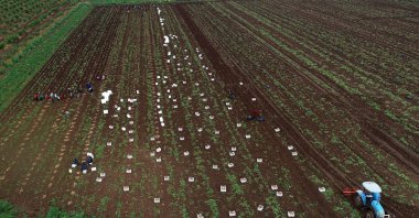 Farmers harvest potatoes in Adana, one of the country's leading agricultural provinces, southern Turkey, April 19, 2019. (AA Photo)