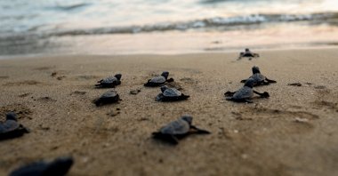 A group of newborn loggerhead sea turtles makes their way to the Mediterranean, Muğla, Türkiye, Sept. 4, 2022. (AA Photo)
