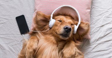 Headphones have become an indispensable part of our daily lives. (Shutterstock Photo)