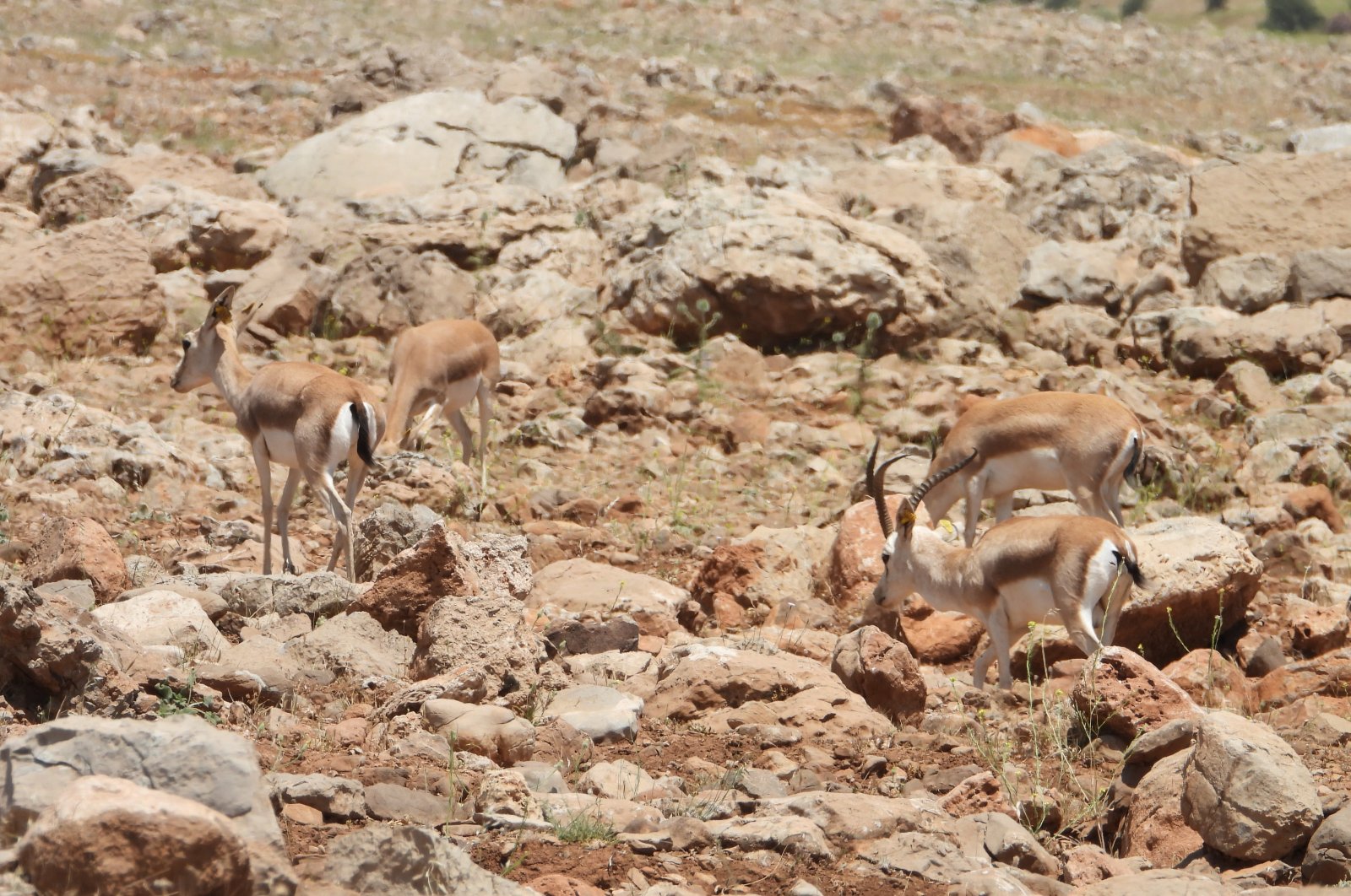 Gazelle tumbuh subur di gunung Türkiye yang bebas teror