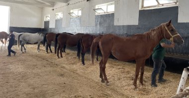 Horses in the &quot;nursing home&quot; in Malatya, eastern Türkiye, Sept. 6, 2022. (AA PHOTO)