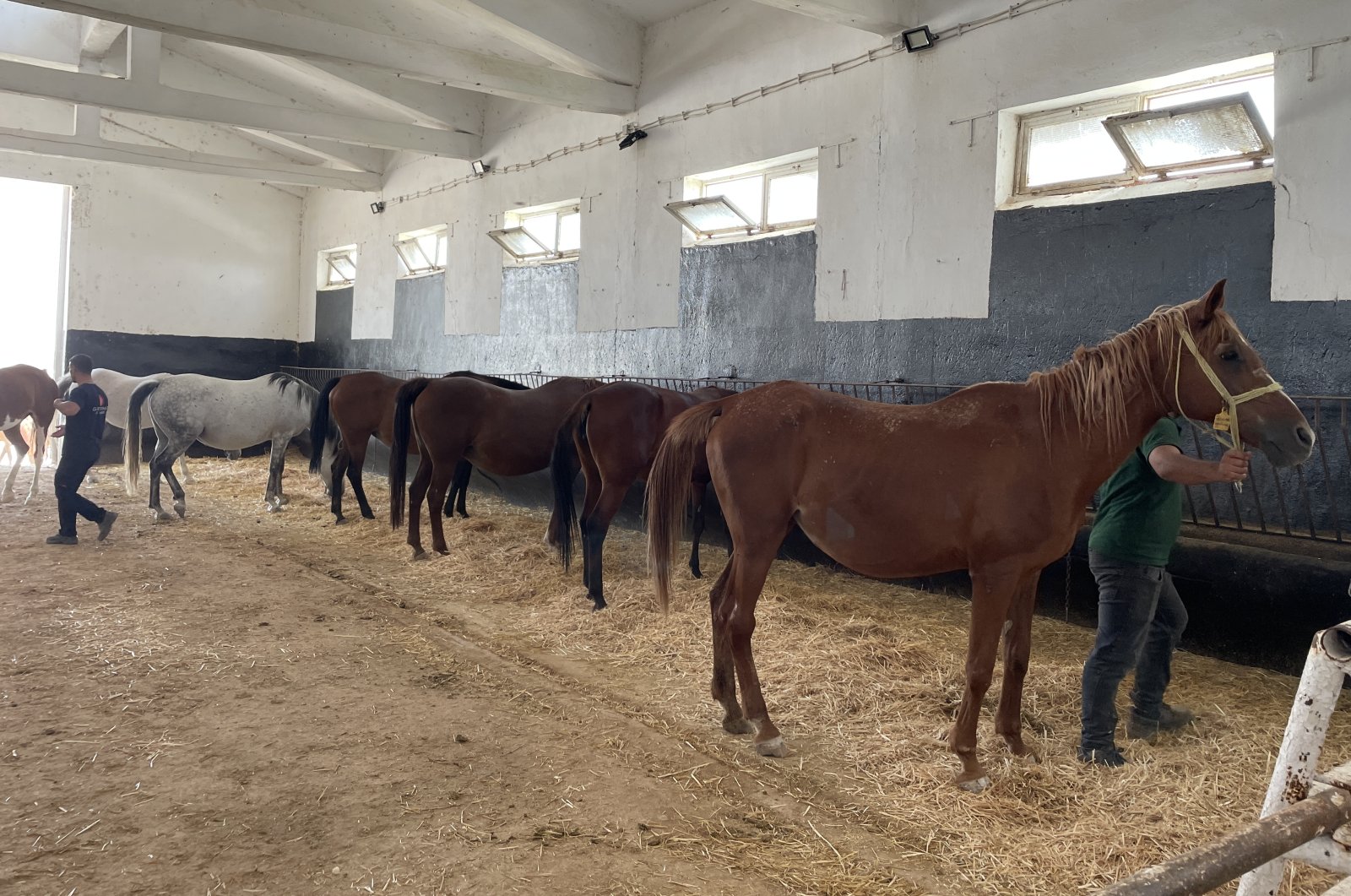 Panti jompo untuk kuda di Türkiye timur melayani kuda-kuda tua