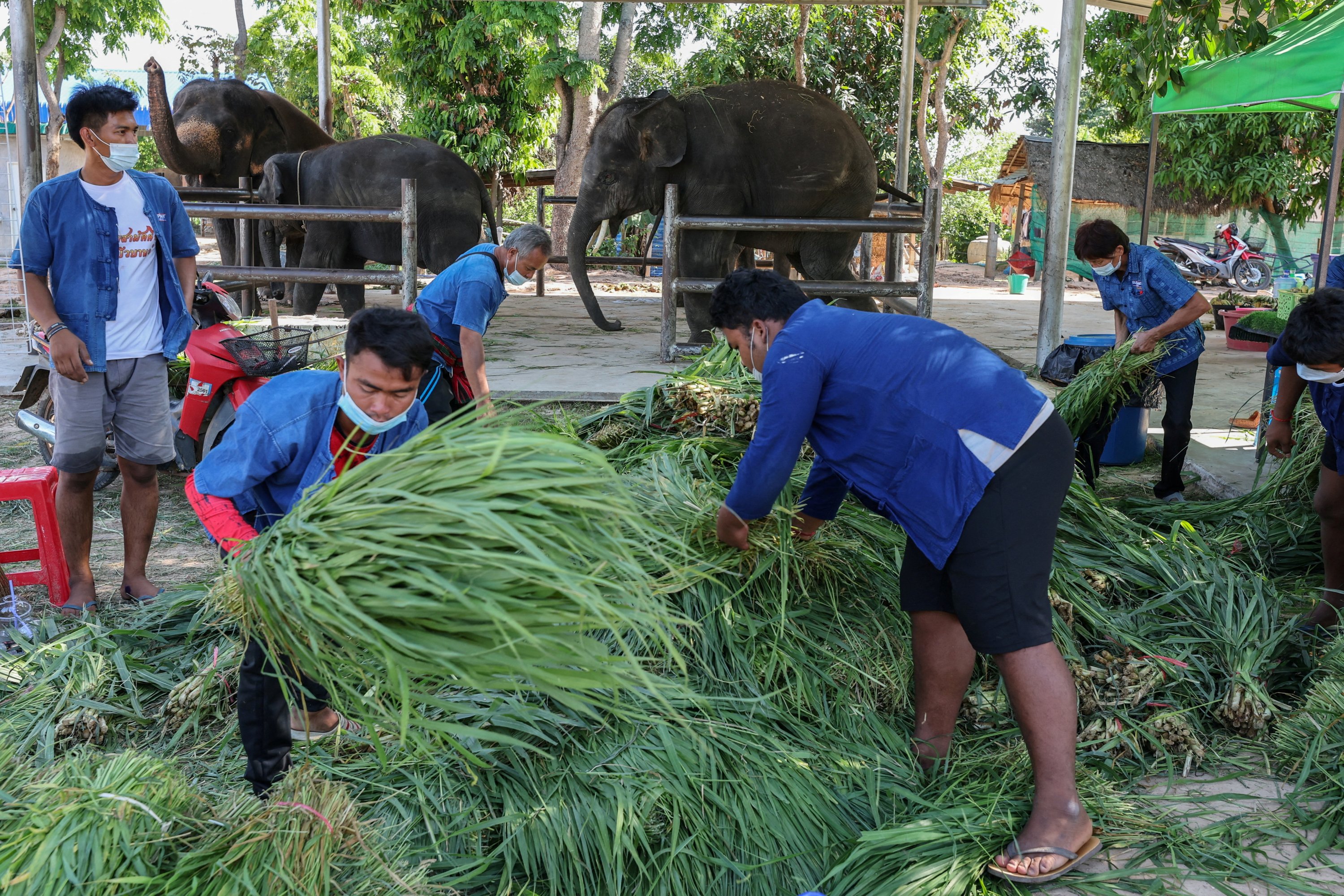 Pria menumpuk rumput untuk diberikan kepada gajah yang menghadiri pertunjukan wisata di desa Ban Ta Klang di Surin, Thailand, 5 April 2022. (Foto: Reuters)