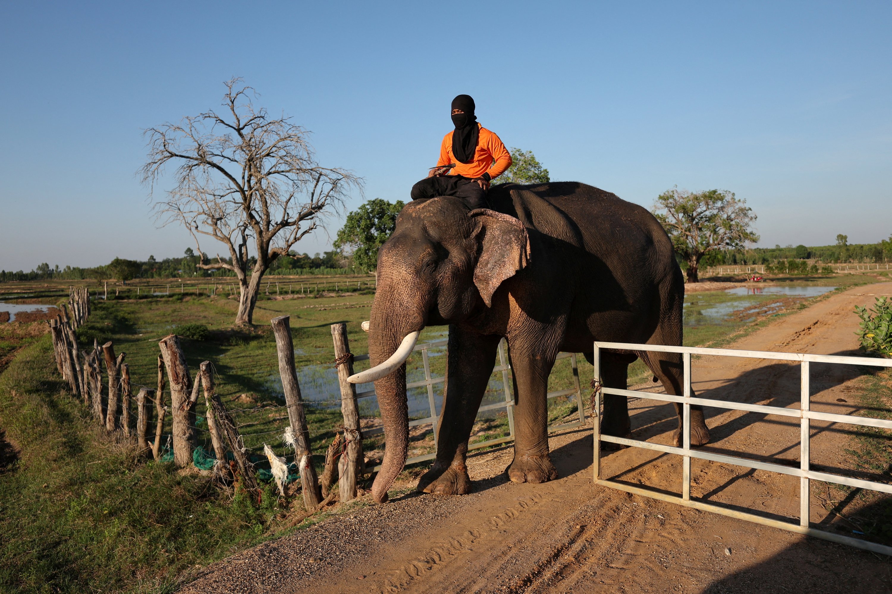 Seorang pawang dengan wajah tertutup naik gajah saat berlatih untuk pertunjukan wisata di desa gajah Ban Ta Klang di Surin, Thailand, 5 April 2022. (Foto Reuters)