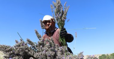 A woman harvests lavenders in Burdur, southwestern Türkiye, Aug. 20, 2022. (AA PHOTO) 