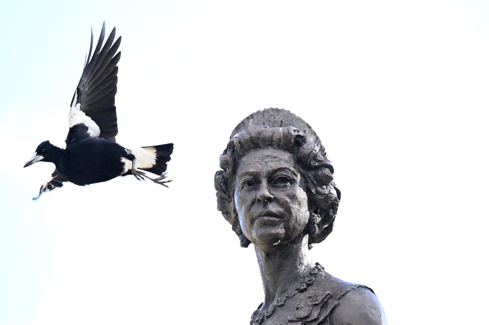 A Magpie flies past a statue of Britain&#039;s Queen Elizabeth II at Government House in Brisbane, Australia, Sept. 9, 2022. (EPA Photo)