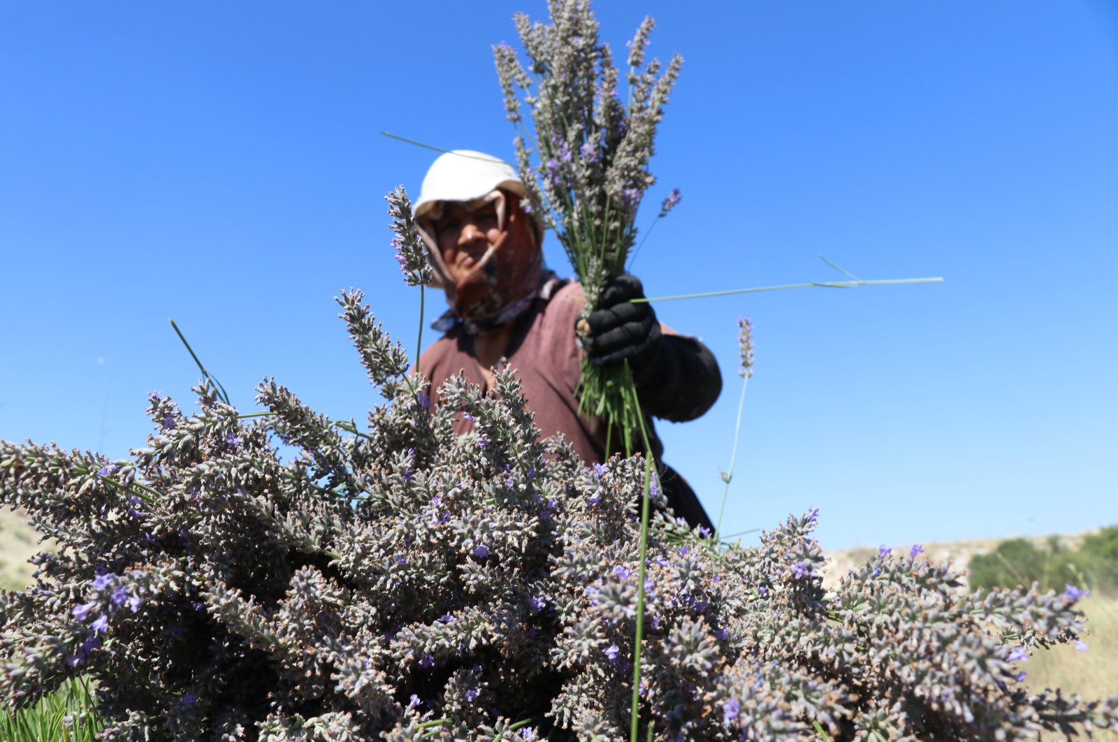 A woman harvests lavenders in Burdur, southwestern Türkiye, Aug. 20, 2022. (AA PHOTO) 