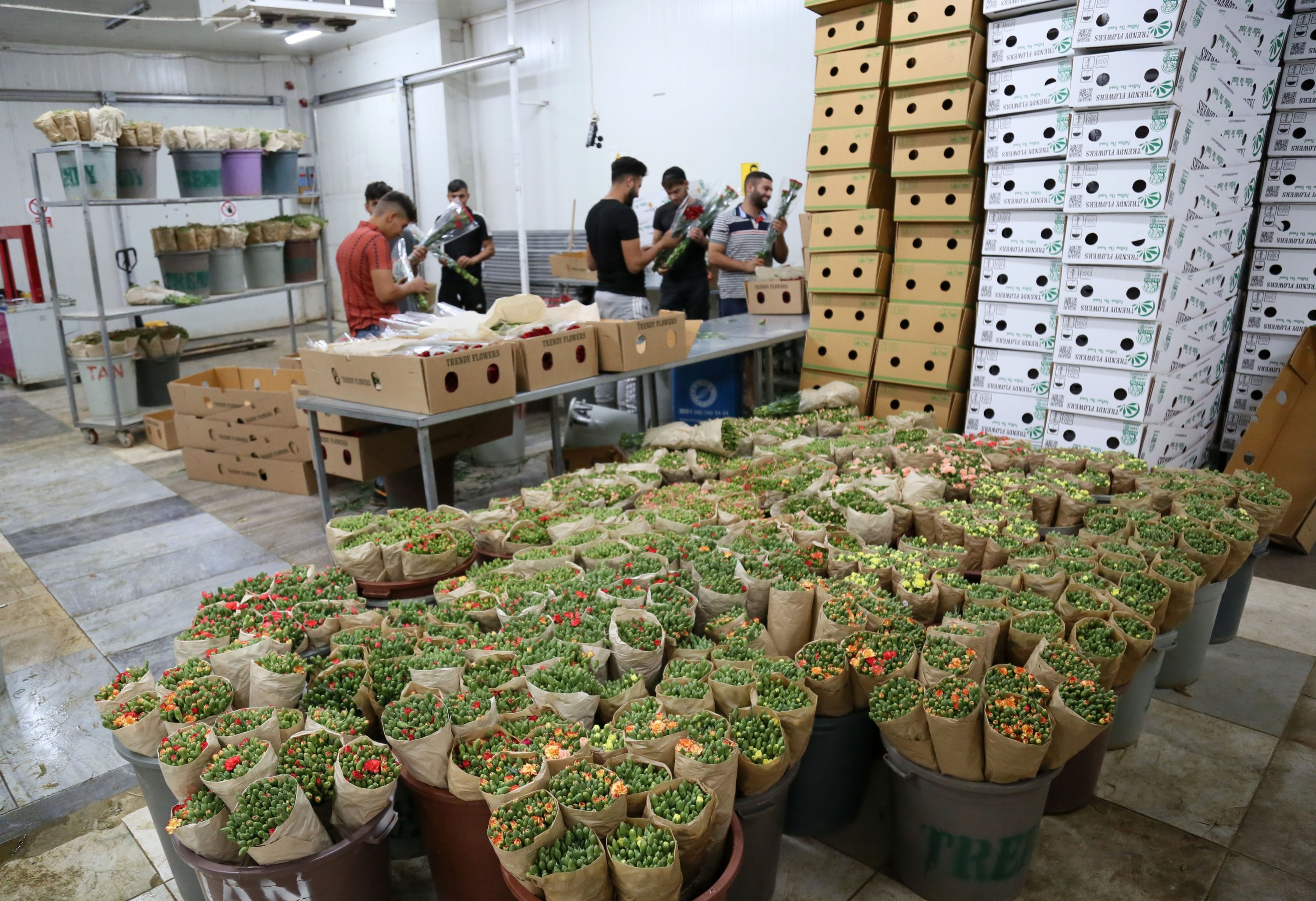 Para pekerja terlihat menyiapkan anyelir untuk pengiriman di sebuah perusahaan di Antalya, Türkiye selatan, 10 September 2022. (DHA Photo)