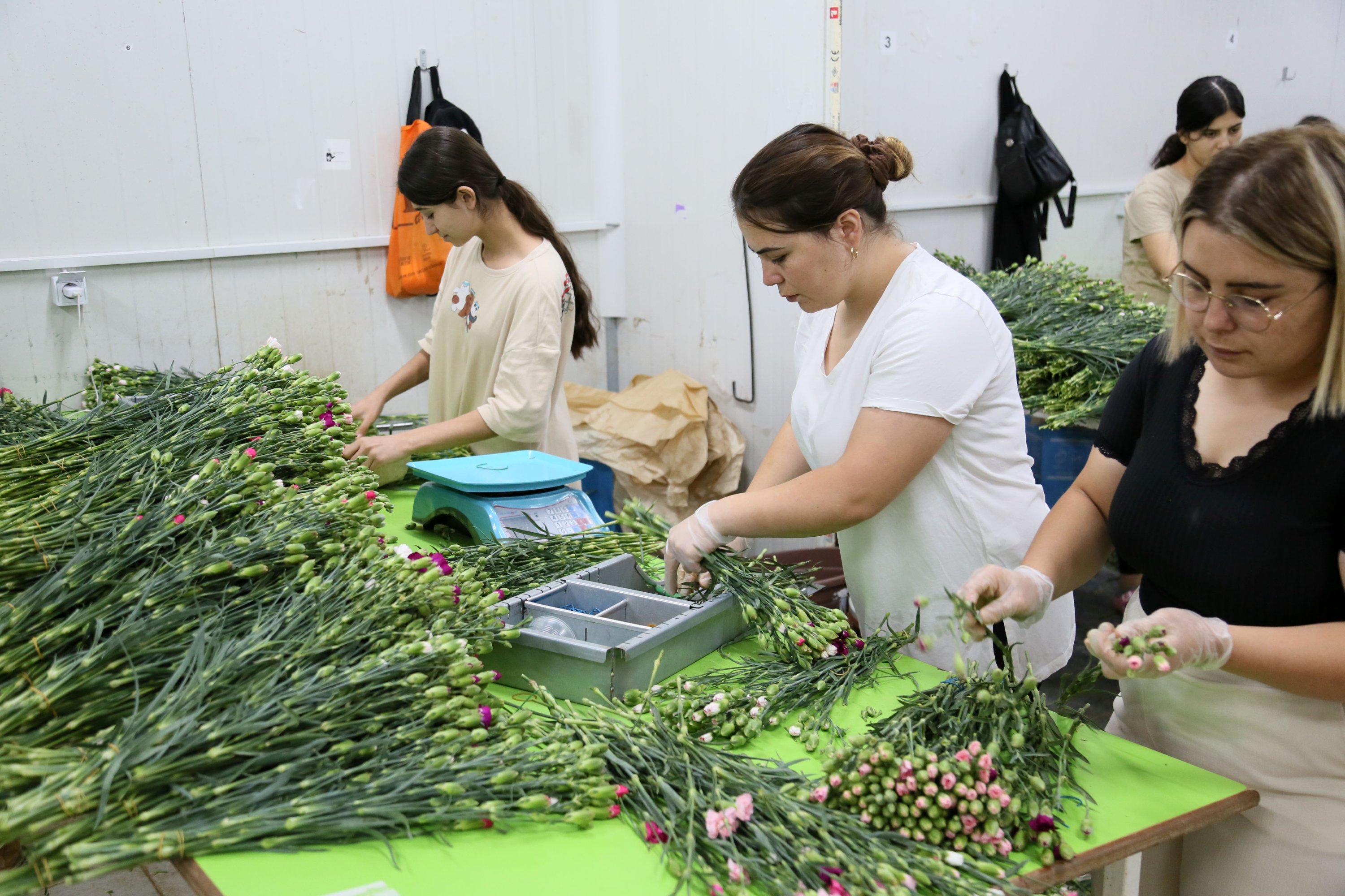 Para pekerja terlihat menyiapkan anyelir untuk pengiriman di sebuah perusahaan di Antalya, Türkiye selatan, 10 September 2022. (DHA Photo)