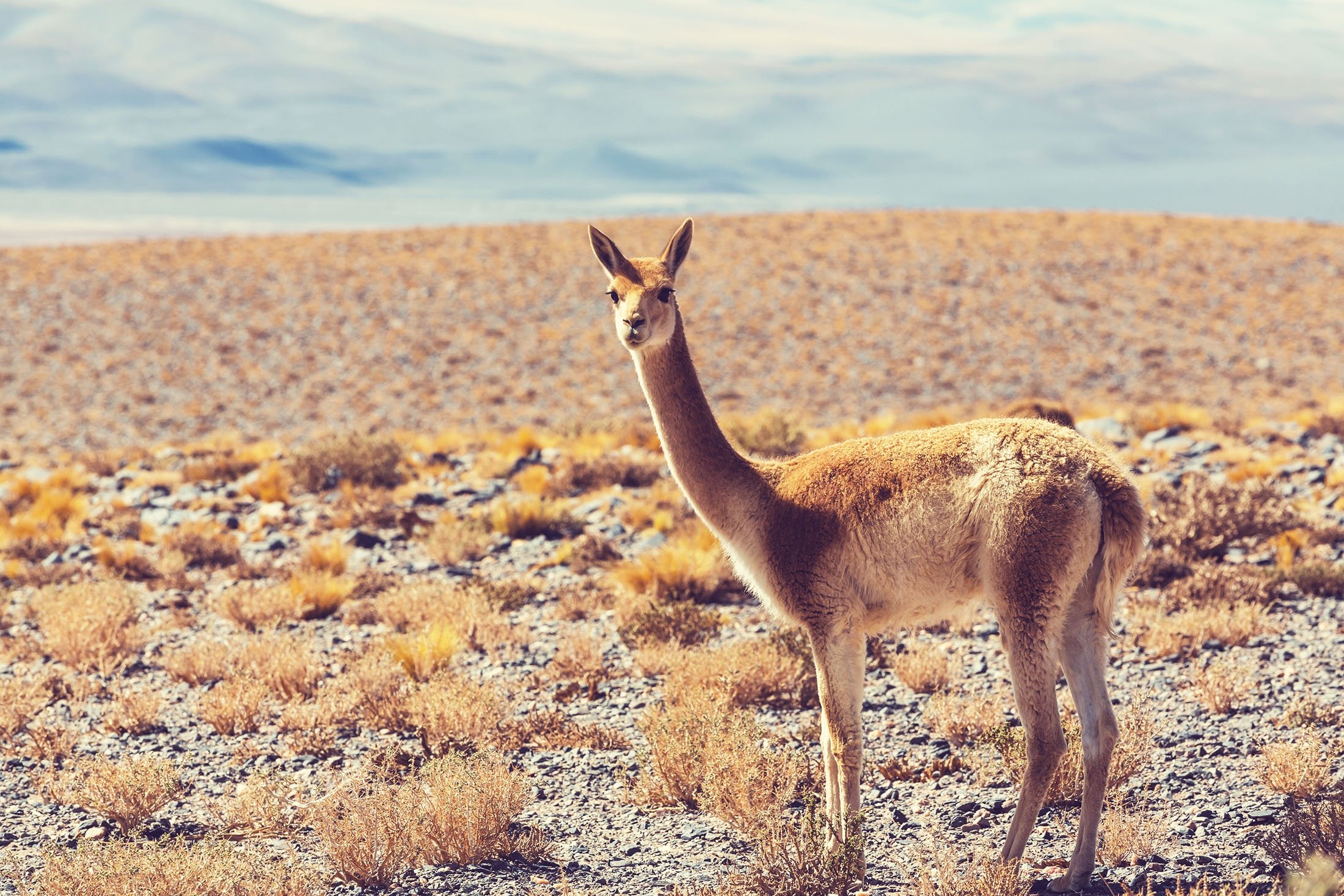 El Desierto Patagónico es el desierto más grande de Argentina.  (Foto Shutterstock)